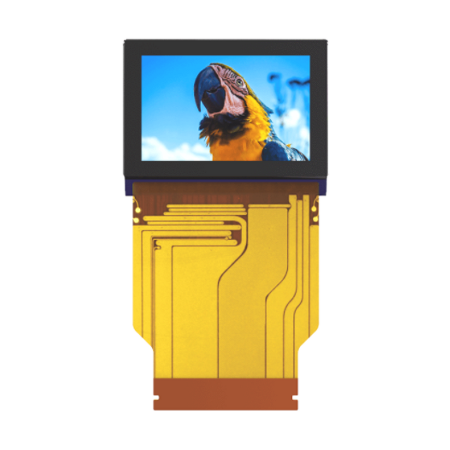 2000nits brightness micro display panel showing a parrot